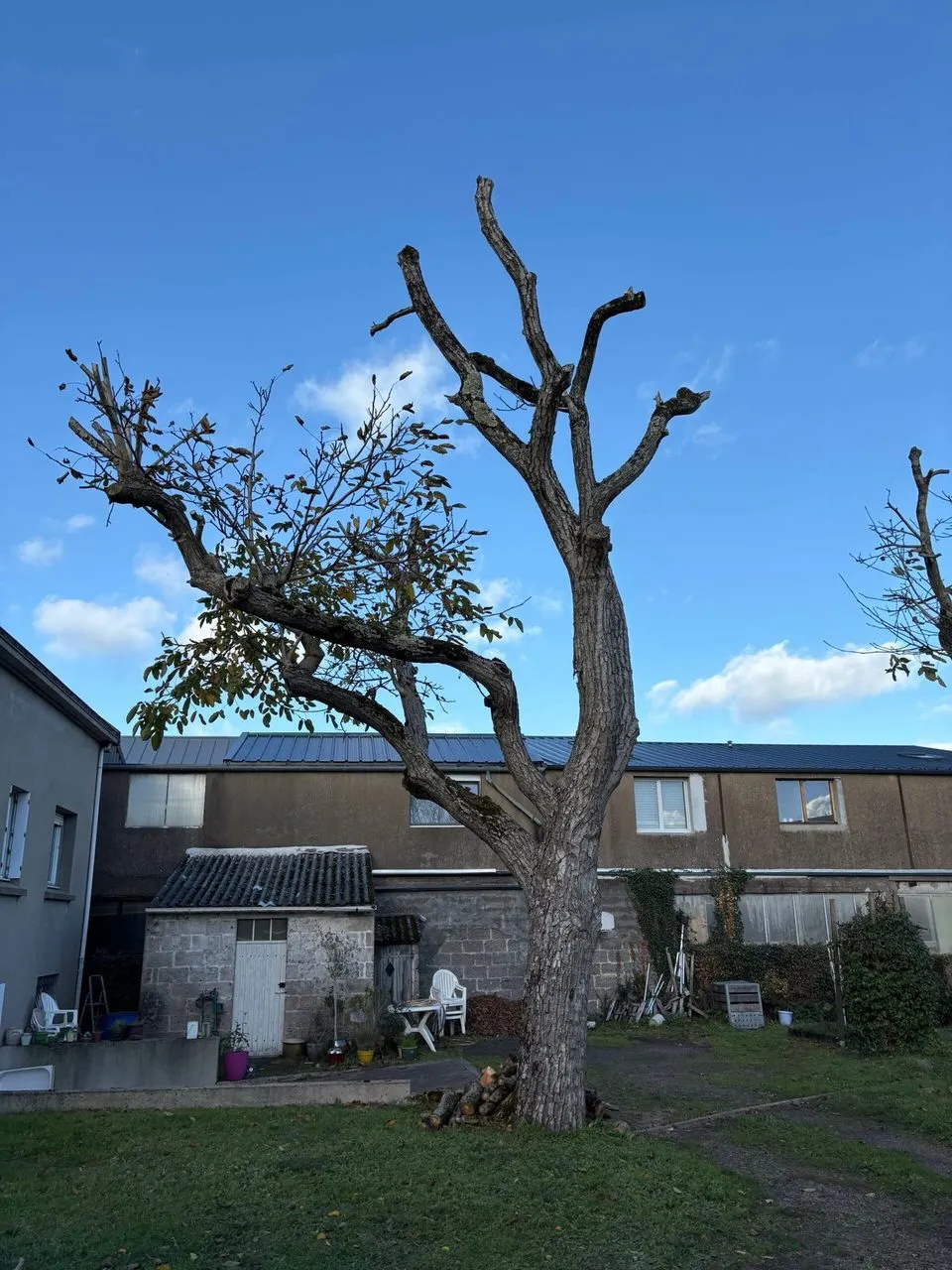Élagage du noyer pour une remise en forme à Couëron