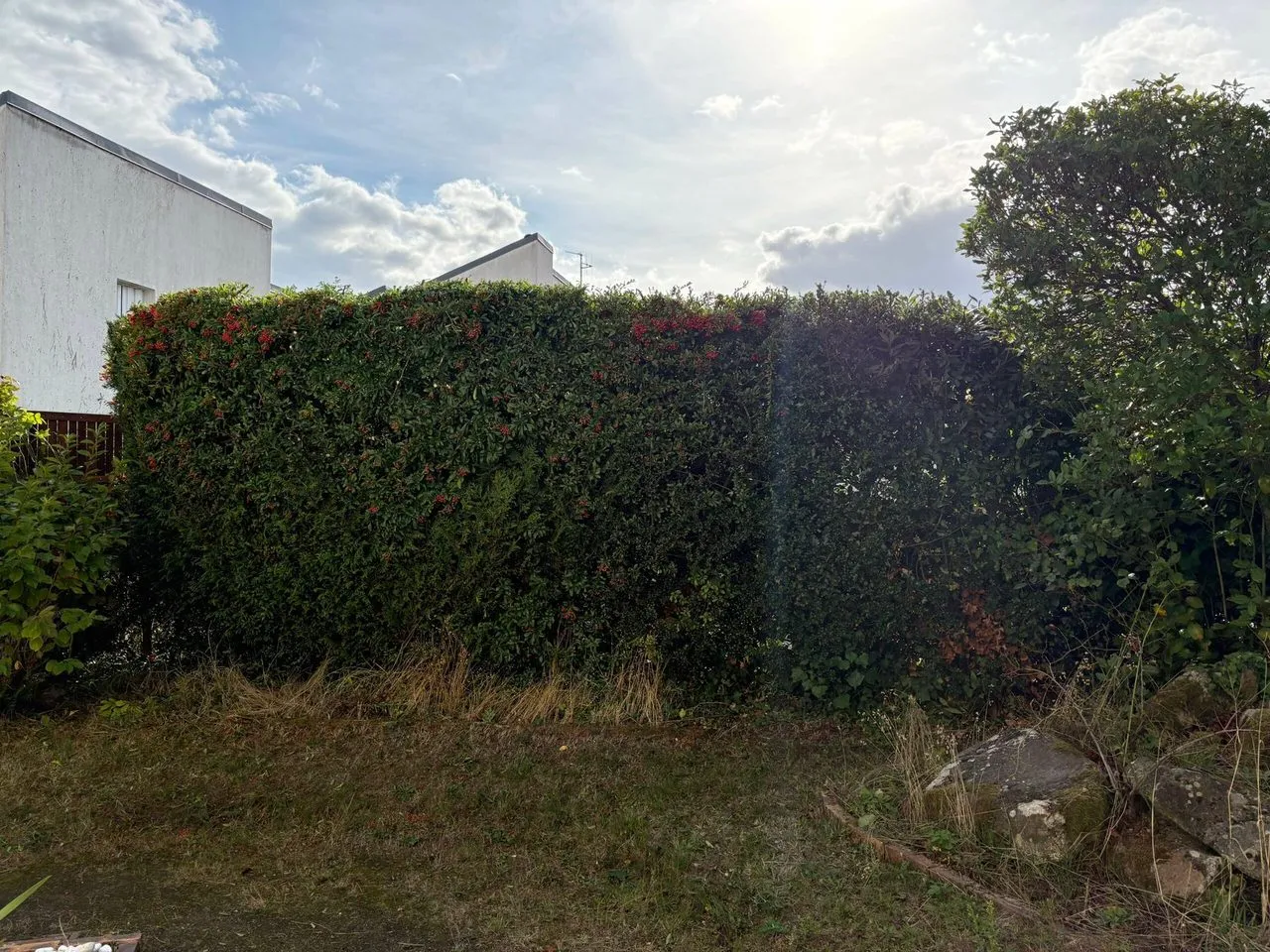 Taille de haie de pyracantha à Couëron
