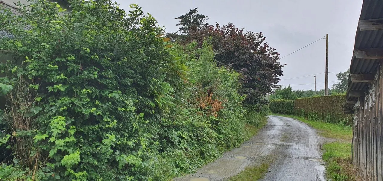Taille de haie débroussaillage à Savenay
