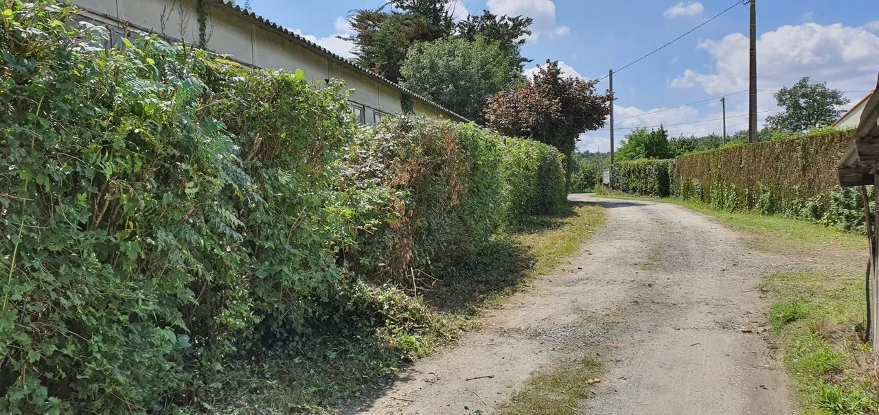 Taille de haie débroussaillage à Savenay